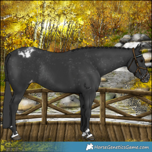 Horse Color:Black Appaloosa Rabicano 