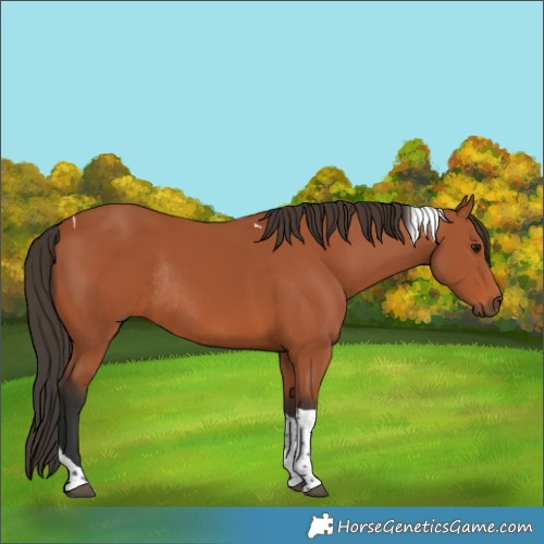 Horse Color:Bay Tobiano Rabicano 