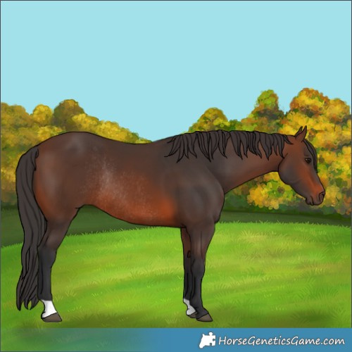 Horse Color:Brown Rabicano 