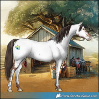 Horse Color:Sable Champagne Appaloosa 