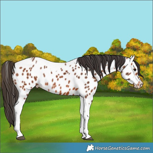 Horse Color:Bay Tobiano Appaloosa Rabicano 