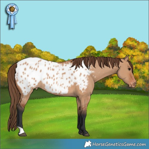 Horse Color:Bay Dun Appaloosa 