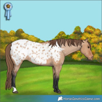 Horse Color:Bay Dun Blanket