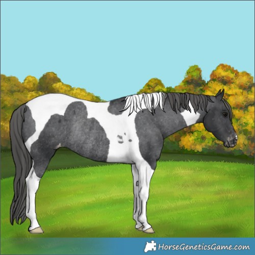 Horse Color:Black Tobiano Varnish Rabicano 