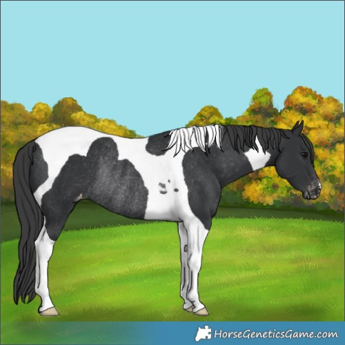 Horse Color:Black Tobiano Appaloosa Rabicano