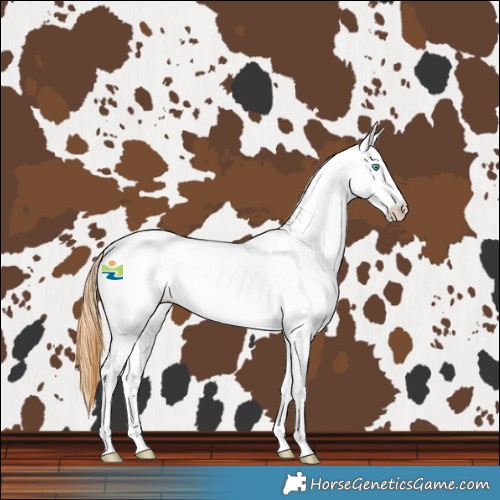 Horse Color:Amber Champagne Pearl Dun Tobiano Near Fewspot Rabicano 