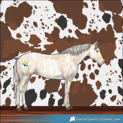 Horse Color:Palomino Pearl Near Leopard 