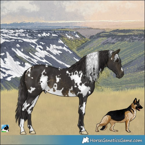 Horse Color:White Spotted Buckskin 
