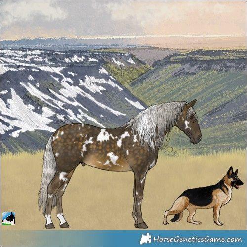 Horse Color:White Spotted Silver Buckskin