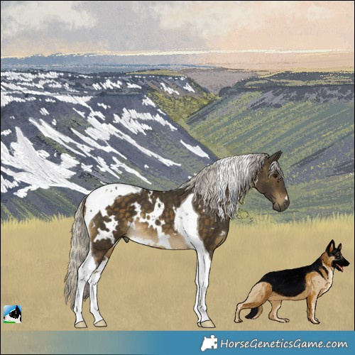Horse Color:White Spotted Silver Buckskin Tobiano Rabicano