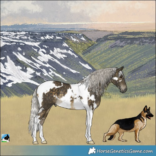 Horse Color:White Spotted Silver Buckskin Tobiano Rabicano
