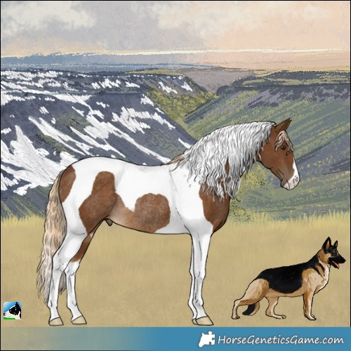 Horse Color:Chocolate Palomino Tobiano Rabicano 