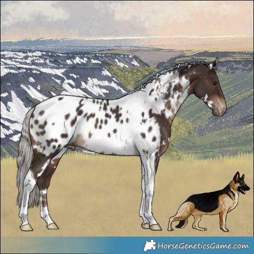Horse Color:White Spotted Silver Brown Tobiano Appaloosa Rabicano 