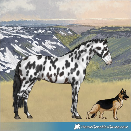 Horse Color:Brown Appaloosa 