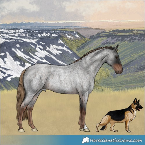Horse Color:Liver Red Roan Rabicano 