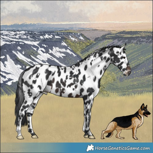 Horse Color:White Spotted Brown Appaloosa 