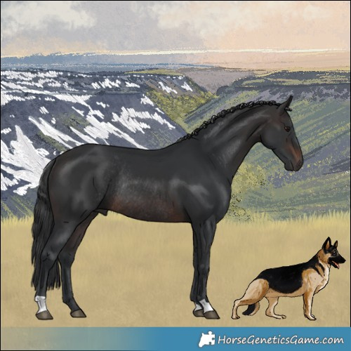 Horse Color:Brown Rabicano 
