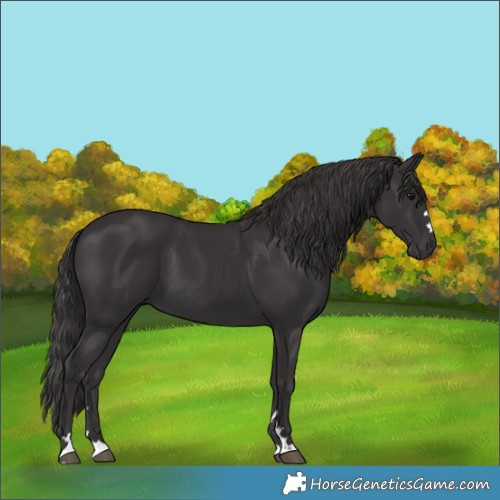 Horse Color:Smoky Black 