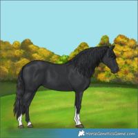 Horse Color:Black Tobiano 