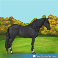 Horse Color:Black 