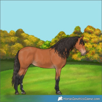 Horse Color:Bay 