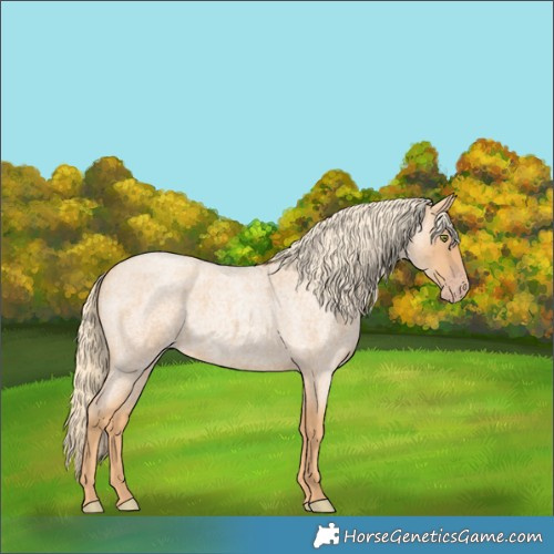 Horse Color:Gold Champagne Roan 