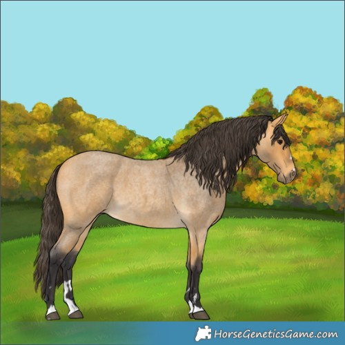 Horse Color:Buckskin Roan 