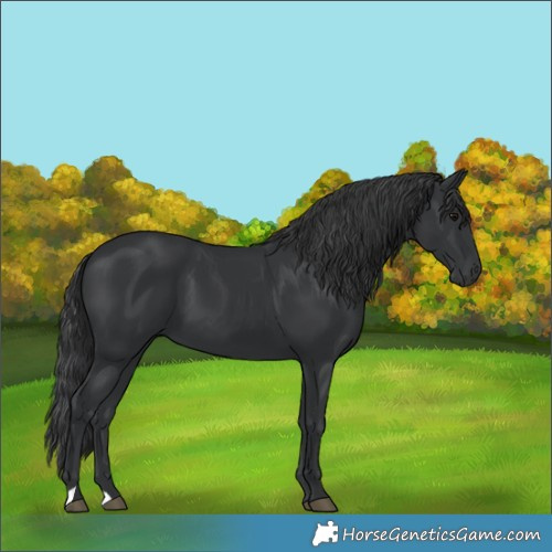 Horse Color:Black 