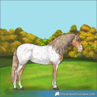 Horse Color:Chestnut Near Leopard 