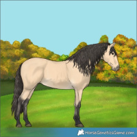 Horse Color:Buckskin 