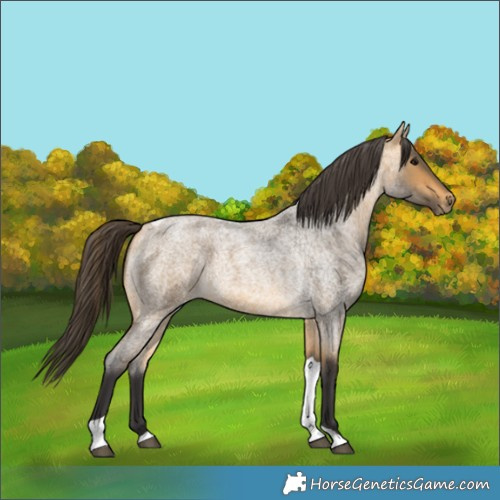Horse Color:Buckskin Roan Tobiano 