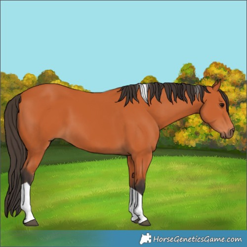 Horse Color:Unknown 