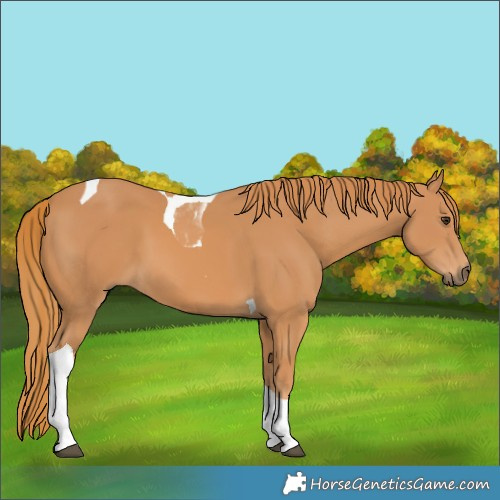 Horse Color:Unknown 