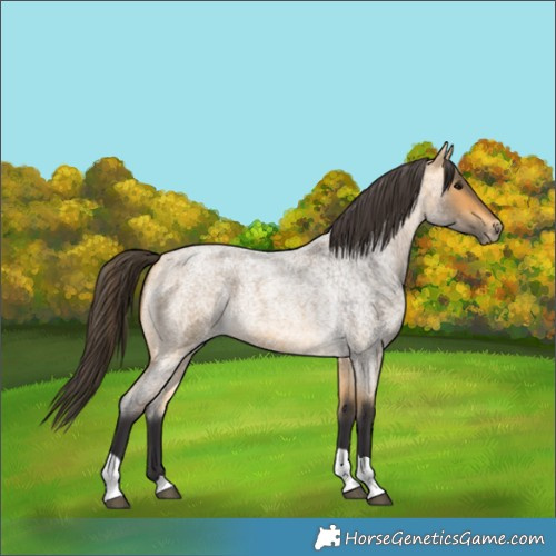 Horse Color:Buckskin Roan Tobiano