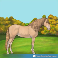Horse Color:Gold Champagne 