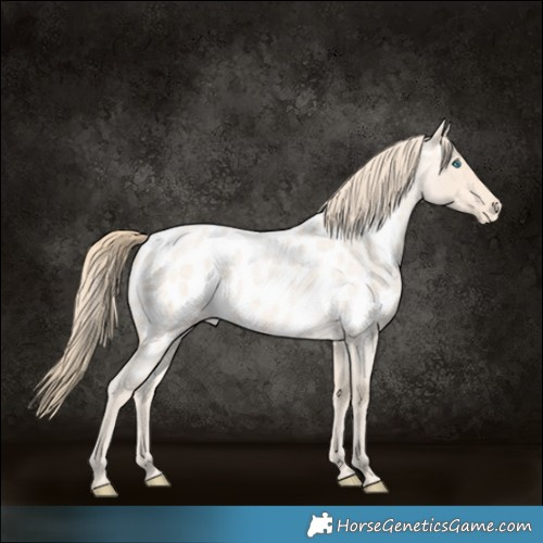 Horse Color:Perlino Roan Near Leopard 