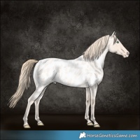Horse Color:Perlino Roan Near Leopard 