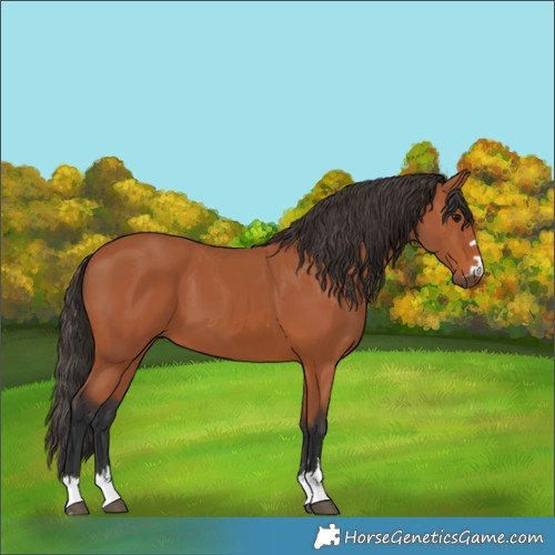 Horse Color:Bay 