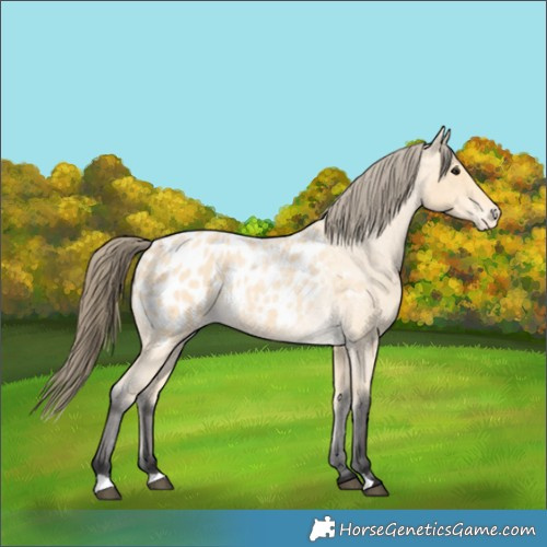 Horse Color:Buckskin Roan Appaloosa