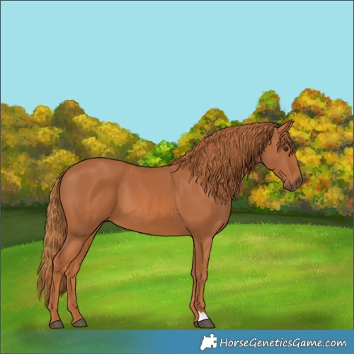 Horse Color:Chestnut 