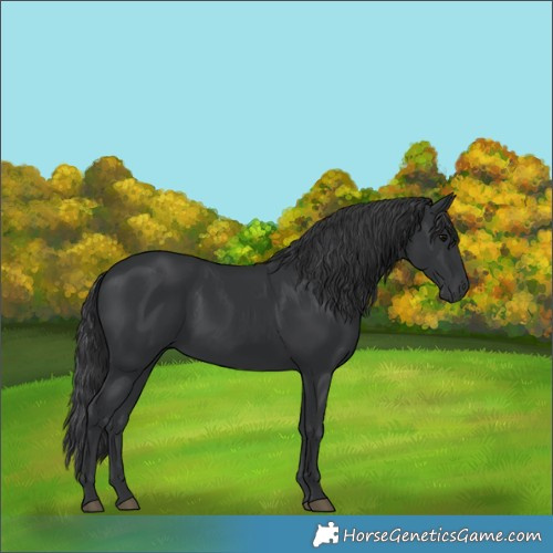 Horse Color:Black 