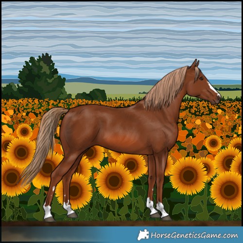 Horse Color:Chestnut 