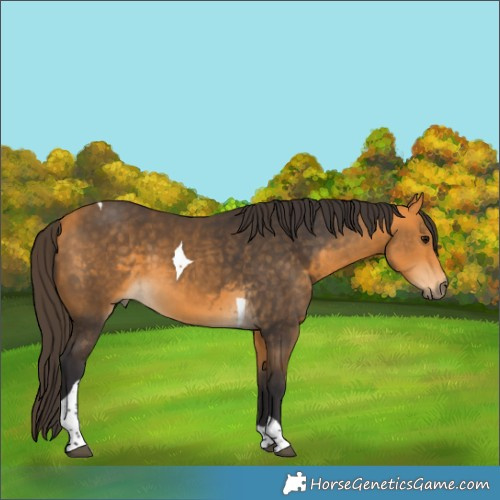 Horse Color:Buckskin Tobiano 