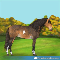 Horse Color:Buckskin Tobiano 