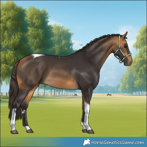 Horse Color:Buckskin Tobiano 
