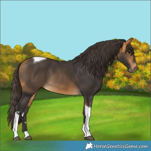 Horse Color:Buckskin Tobiano 