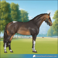 Horse Color:Buckskin Tobiano 