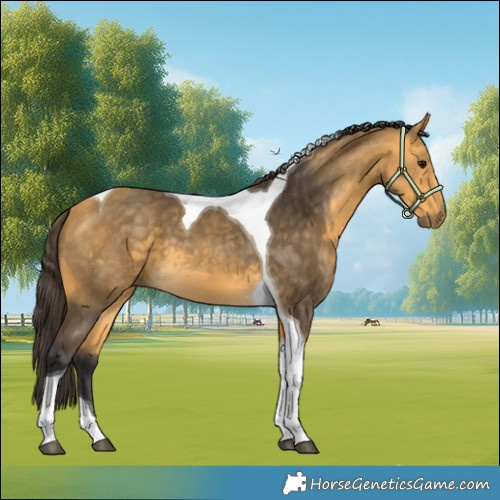 Horse Color:Buckskin Tobiano