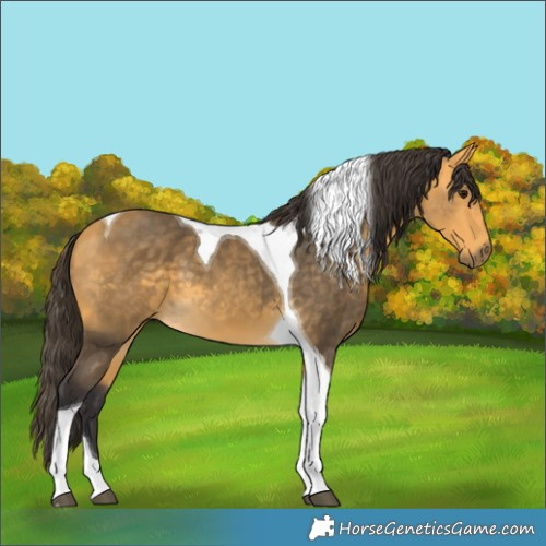 Horse Color:Buckskin Tobiano 