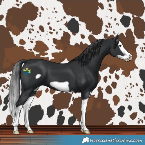 Horse Color:Black Splash Frame 